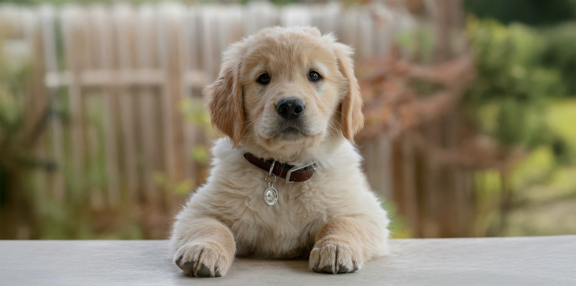 A puppy
