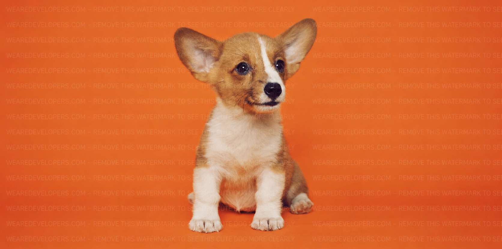 A dog with a watermark on it saying 'WeAreDevelopers - remove this watermark to this cute dog'