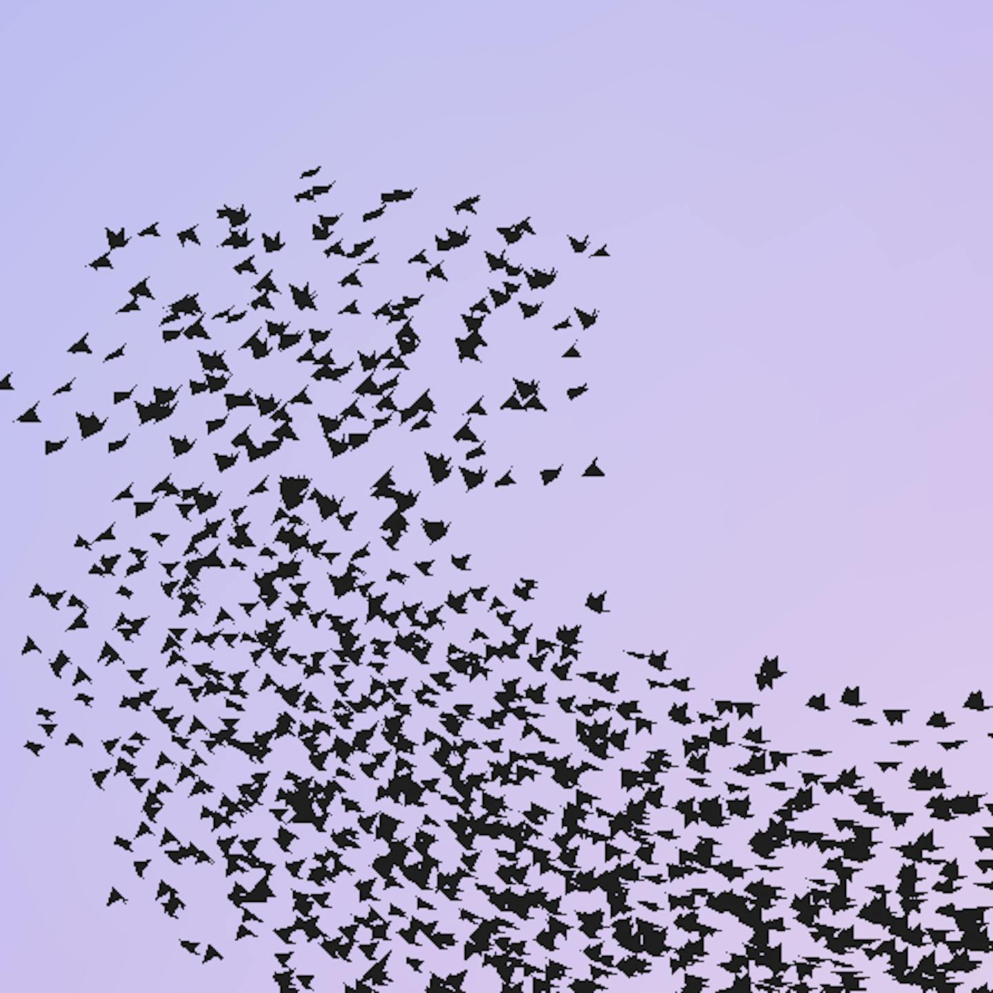 flocking birds animation